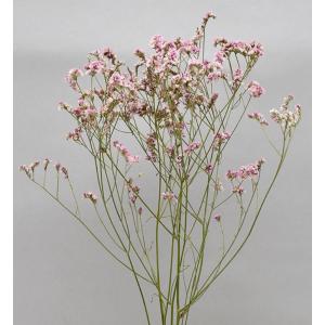 日限定10 ドライ m flowers 押し花 マトリカリア ダブルラテ ドライ