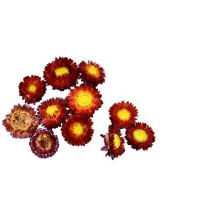 ドライ ヘリクリサムワイヤー付 ピンク 25本 FD003021-002 ドライ