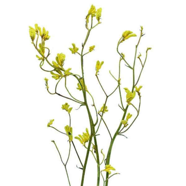 日限定10 ドライ コアトレーディング カンガルーポー 約3本 ナチュラルイエロー 17654 10...