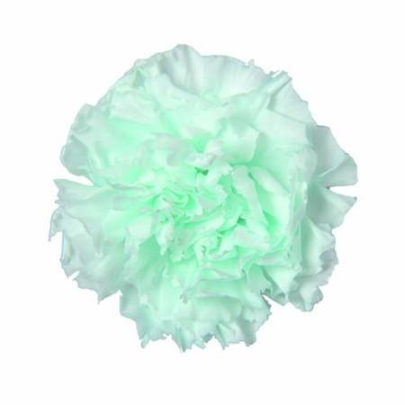 プリザーブド フロールエバー スタンダードカーネーション　6輪入り　ブルーマルガリータ FL1100...