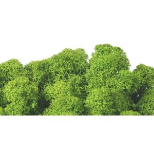 プリザーブド フロールエバー ノルディックモス 10ｋｇ バルク ライトグリーン FL822-770 ※キャンセル 返品不可 プリザーブドグリーン モス 苔