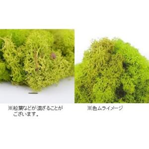 プリザーブド フロールエバー ノルディックモス...の詳細画像1