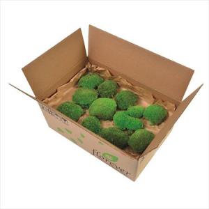 日限定07 プリザーブド フロールエバー ポールモス バルク グリーン FL8251-800 ※キャンセル 返品不可商品 プリザーブドグリーン モス 苔