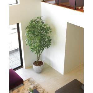 日限定21 直送 人工観葉植物 光の楽園 光触...の詳細画像1