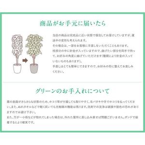 日限定21 直送 人工観葉植物 光の楽園 光触...の詳細画像3