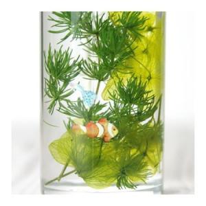 日限定08 ハーバリウムクラブ 熱帯魚 HR-...の詳細画像3