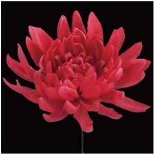 日限定10 造花 サンセイ NY-047マム小 ＃04ピンク 569305 造花 花材「か行」 キク 菊 ピンポンマム