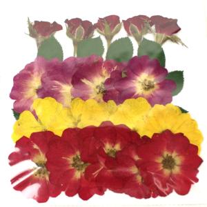 日限定10 ドライ m flowers 押し花 スイートアリッサム 紫 ドライ