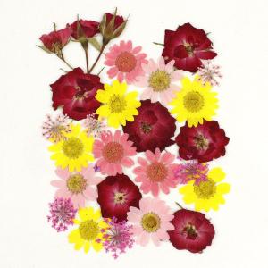 日限定10 ドライ m flowers 押し花 マトリカリア ダブルラテ ドライ