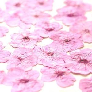 日限定07 ドライ 押し花 桜 24輪 ピンク...の詳細画像1
