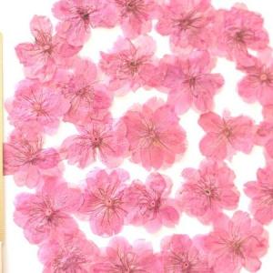 日限定07 ドライ 押し花 桜 24輪 ピンク...の詳細画像2