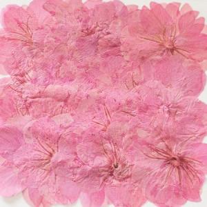 日限定07 ドライ 押し花 桜 24輪 ピンク...の詳細画像3