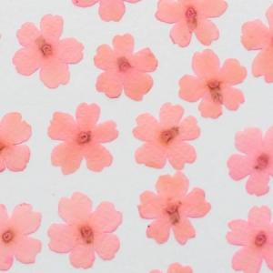 日限定07 ドライ 押し花 緑葉っぱ ミックス 1-G ドライフラワー花材