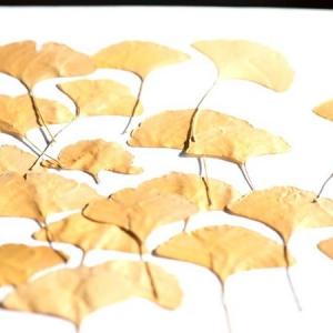 日限定07 ドライ 押し花 銀杏の葉 24輪 1-299 ドライフラワー花材 押し花
