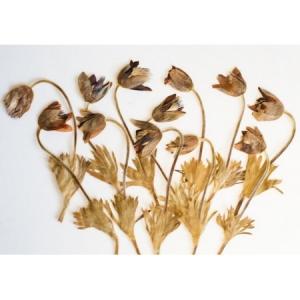 日限定10 ドライ m flowers 押し花 マトリカリア ダブルラテ ドライ