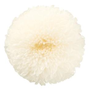 プリザーブド 1輪販売 大地農園 ポンポン菊 ミディー　シロ
