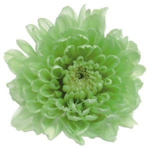 日限定10 プリザーブド 1輪販売 大地農園 小菊 グリーン 76-3680-700 プリザーブドフラワー花材 キク 菊 、マム