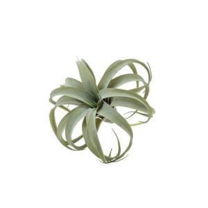 日限定10 造花 POSH LIVING キセログラフィカS 80946 造花葉物、フェイクグリーン 多肉植物