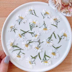 日限定10 ドライ m flowers 押し花 マトリカリア ダブルラテ 寒色