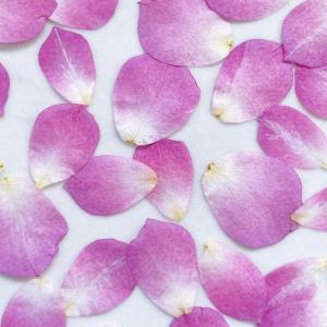 日限定10 ドライ m flowers 押し花...の詳細画像1