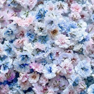 日限定10 ドライ m flowers かすみ...の詳細画像1