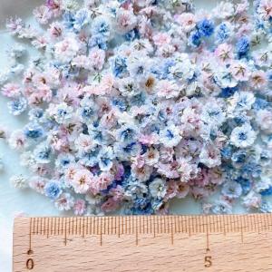 日限定10 ドライ m flowers かすみ...の詳細画像2