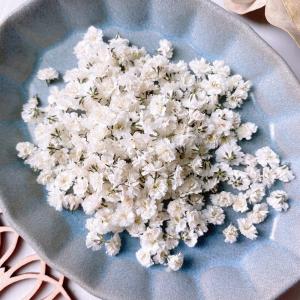 日限定10 ドライ m flowers かすみ草 ドライ 中サイズ オフホワイト ドライフラワー花材 カスミ草