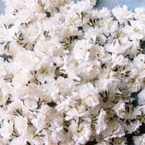 日限定10 ドライ m flowers かすみ...の詳細画像1