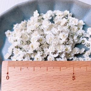 日限定10 ドライ m flowers かすみ...の詳細画像2