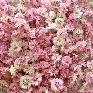 日限定10 ドライ m flowers かすみ...の詳細画像1