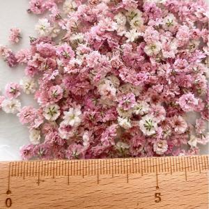 日限定10 ドライ m flowers かすみ...の詳細画像2