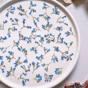 日限定10 ドライ m flowers カラミン...の商品画像