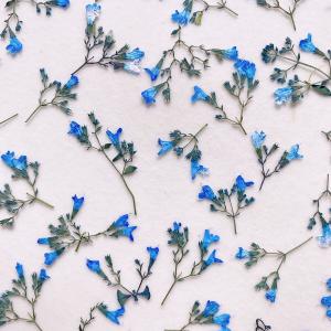 日限定10 ドライ m flowers カラミ...の詳細画像1