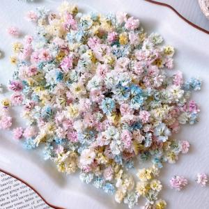 日限定10 ドライ m flowers かすみ草...の商品画像