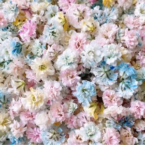 日限定10 ドライ m flowers かすみ...の詳細画像1