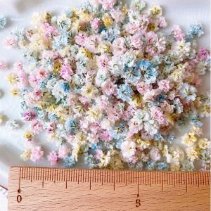 日限定10 ドライ m flowers かすみ...の詳細画像2