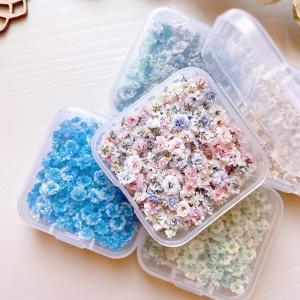 日限定10 ドライ m flowers かすみ...の詳細画像3