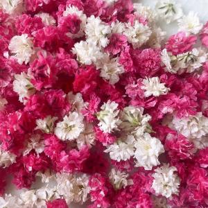 日限定10 ドライ m flowers かすみ...の詳細画像1