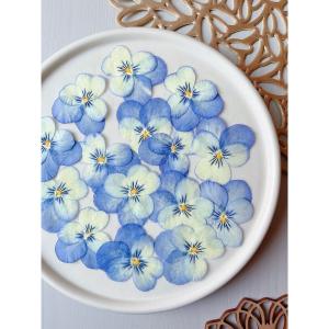 日限定10 ドライ m flowers 押し花 ビオラ ブルー系 ドライフラワー花材 押し花