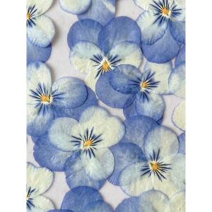 日限定10 ドライ m flowers 押し花...の詳細画像1