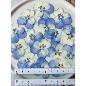 日限定10 ドライ m flowers 押し花...の詳細画像2