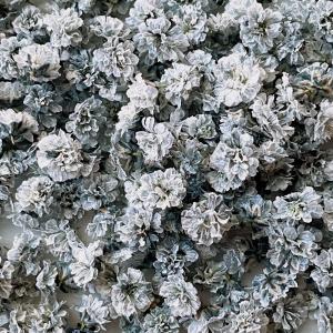 日限定10 ドライ m flowers かすみ...の詳細画像1