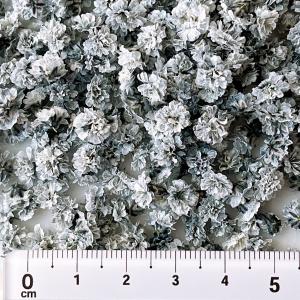 日限定10 ドライ m flowers かすみ...の詳細画像2