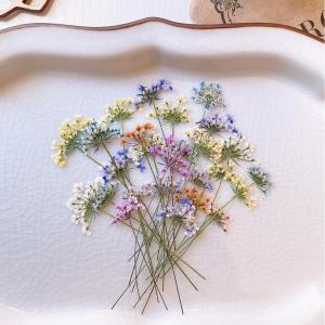 日限定10 ドライ m flowers 押し花 マトリカリア ダブルラテ ドライ