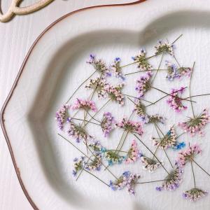 日限定10 ドライ m flowers 押し花 マトリカリア ダブルラテ ドライ