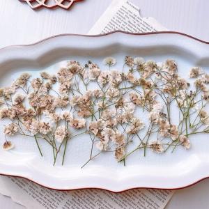 日限定10 ドライ m flowers 押し花 茎付きレースフラワー 着色 ロング