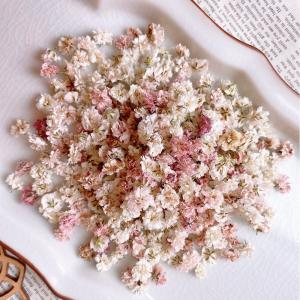 日限定10 ドライ m flowers かすみ草 ドライ アンティークカラー ドライフラワー花材 カスミ草
