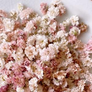 日限定10 ドライ m flowers かすみ...の詳細画像1