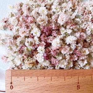 日限定10 ドライ m flowers かすみ...の詳細画像2