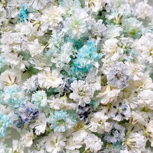 日限定10 ドライ m flowers かすみ...の詳細画像1